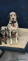 Dalmatian dogs 9 week old Dalmatian puppies available - Advert 11