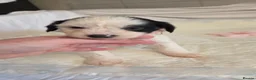 Chinese Crested dogs for sale: Pure Chinese Crested Puppies - Advert 29