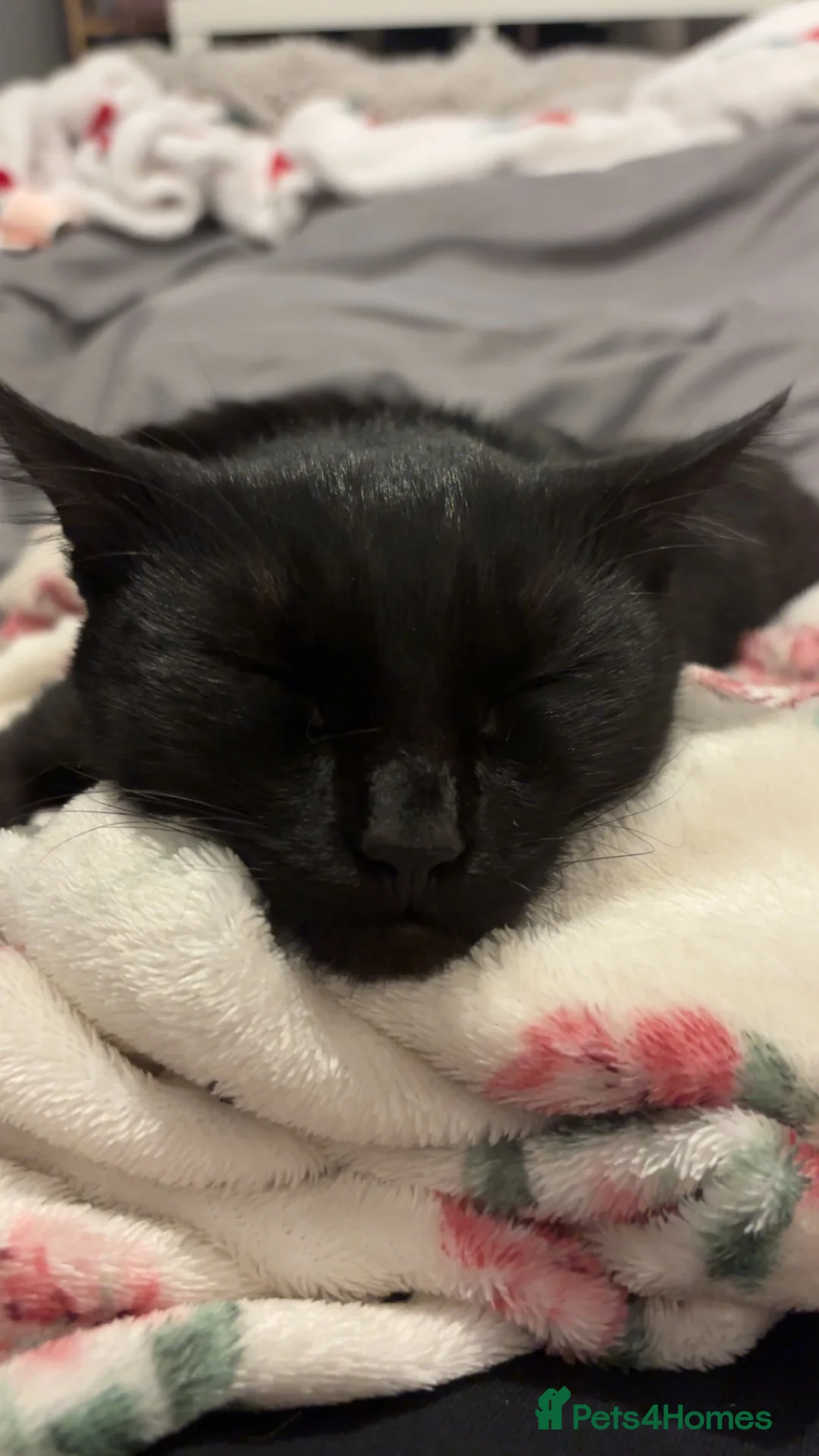 Domestic Shorthair cats for sale: 1 Year Old Domestic Shorthair -Milo in Nottingham - Advert 2