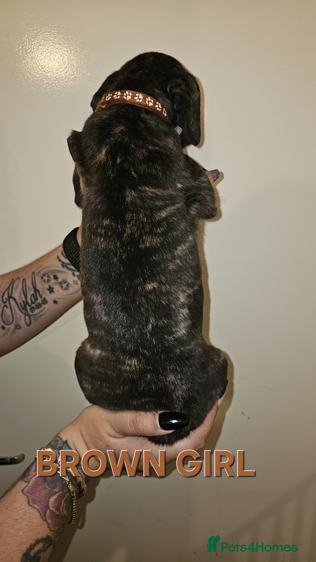 Bullmastiff dogs for sale: 11 Bullmastiff puppies for sale - Advert 10