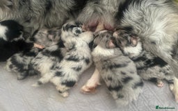 Australian Shepherd dogs for sale: 3 remaining- Beautiful Australian Shepherds  - Image 19