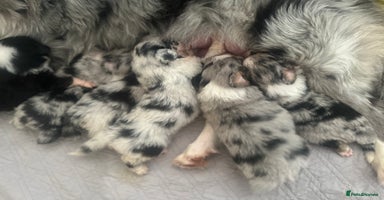 Australian Shepherd dogs - Advert 4