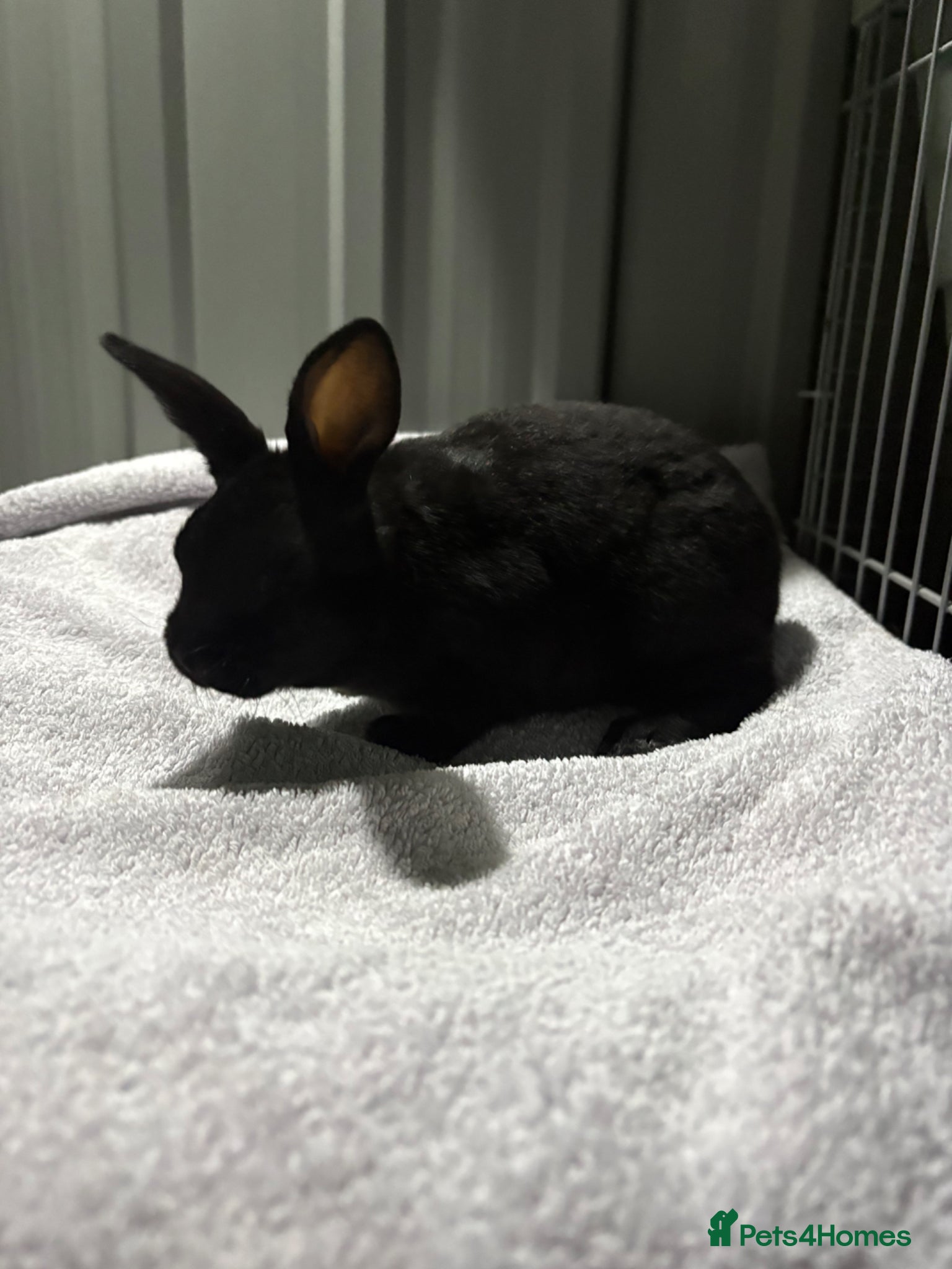 Rex rabbits Mini Rex doe (updated photos) - Advert 1