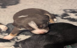 Border Collie dogs for sale: Collie mix puppies looking for their families! - Image 19