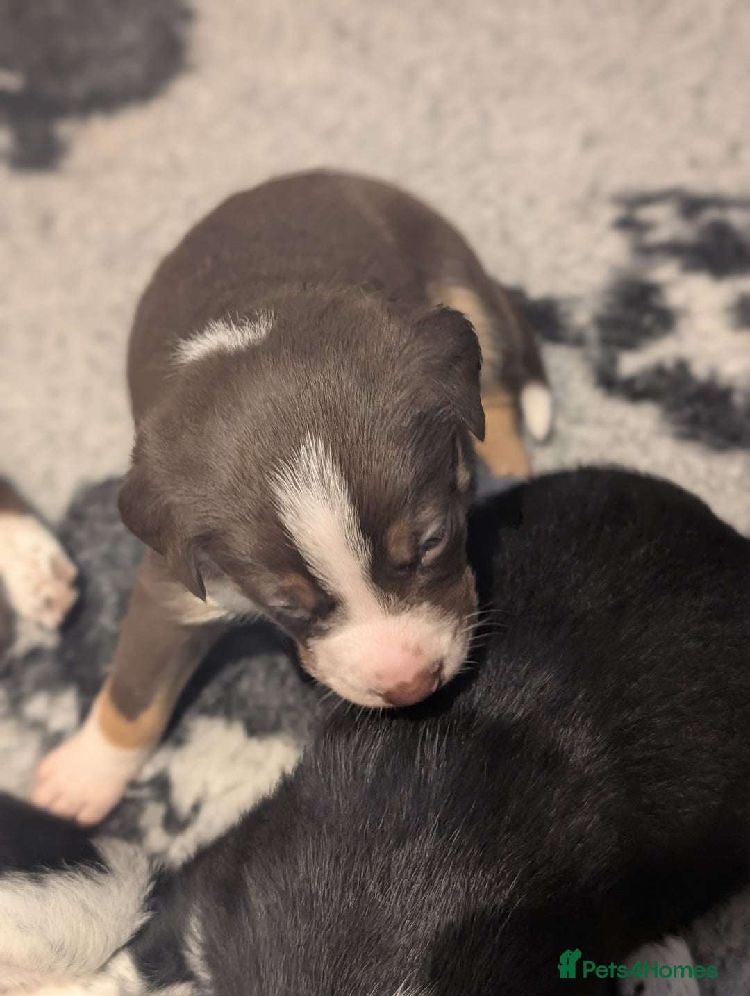 Border Collie dogs for sale: Collie mix puppies looking for their families! - Image 19