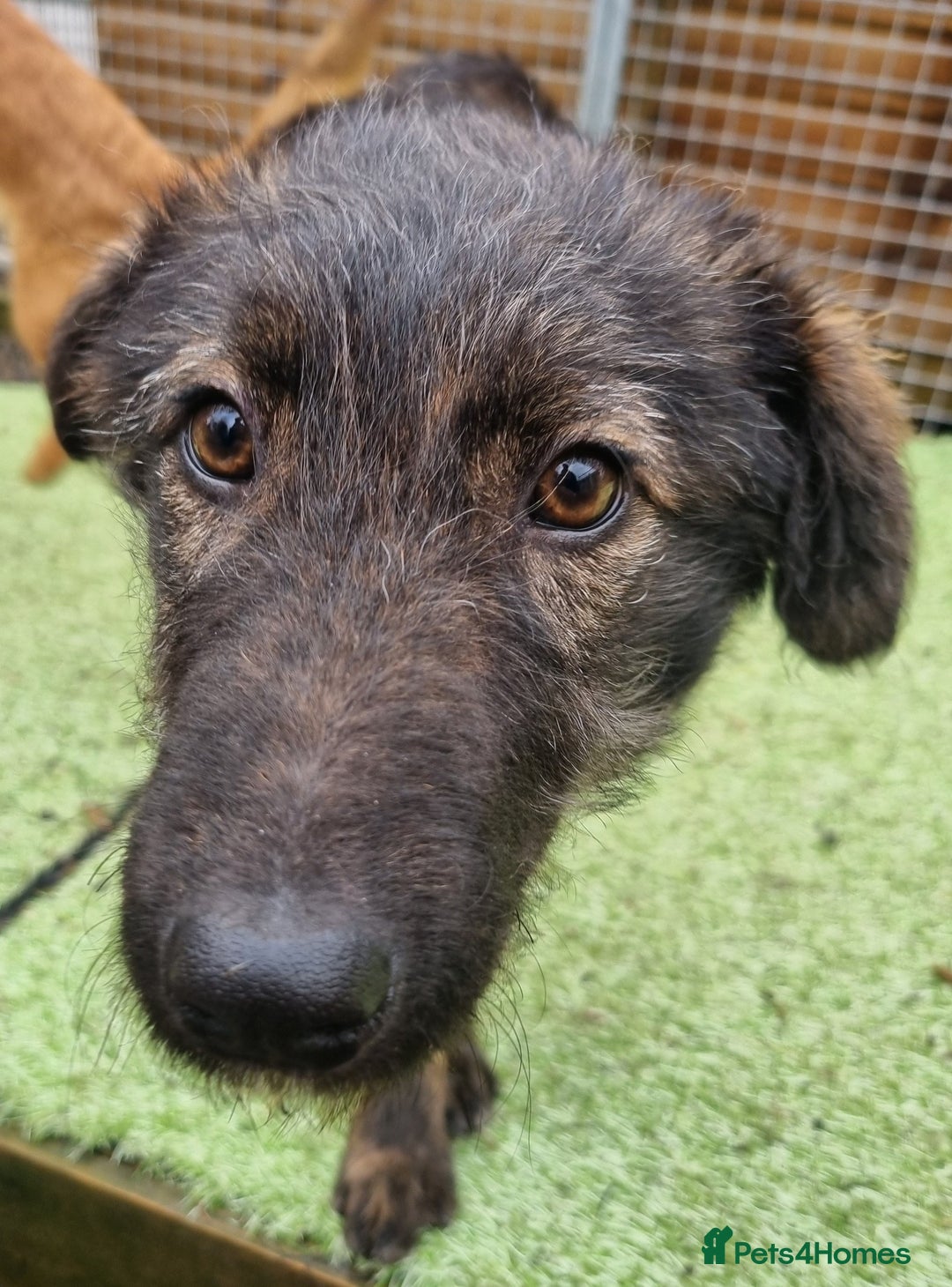 Mixed Breed dogs for adoption: Piper - In Ayr Looking for a home - Advert 1