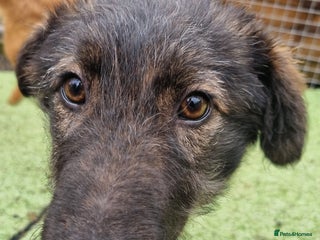 Mixed Breed dogs Piper - In Ayr Looking for a home - Advert 5