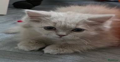 British Longhair cats - Advert 15