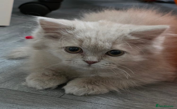 British Longhair cats - Advert 1