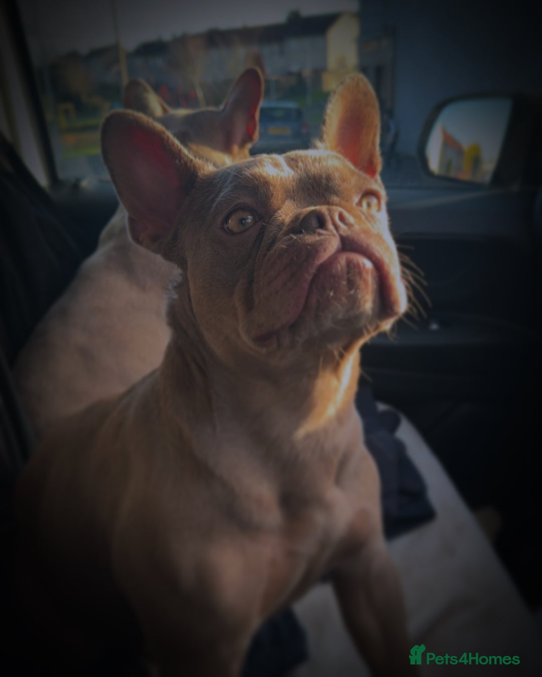 French Bulldog dogs for sale: French Bulldog Female KC registered - Advert 3