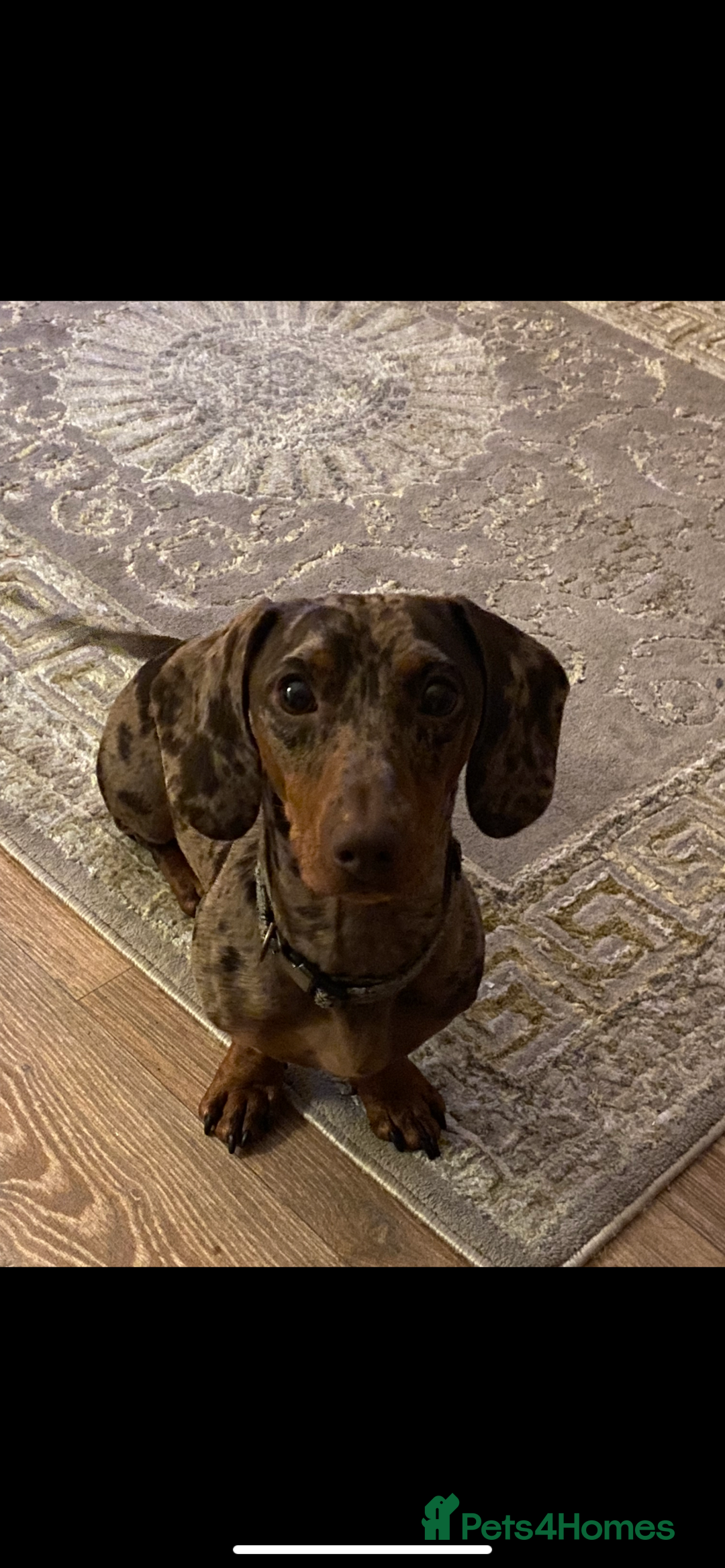 Mixed Breed dogs for sale: Patterjack cross Dachshund  - Image 13