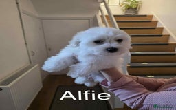 Bichon Frise dogs for sale: Beautiful 3 boys Bichon Frise - Image 2