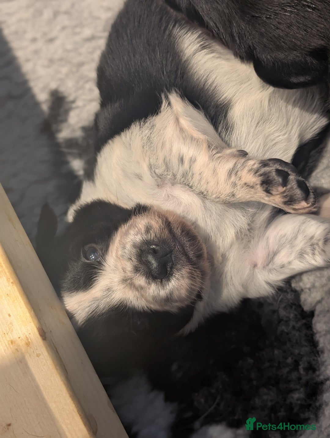 Border Collie dogs for sale: Collie mix puppies looking for their families! - Image 17