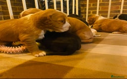 Cocker Spaniel dogs for sale: ❤️ Beautiful cocker spaniel puppies for sale ❤️ - Image 15