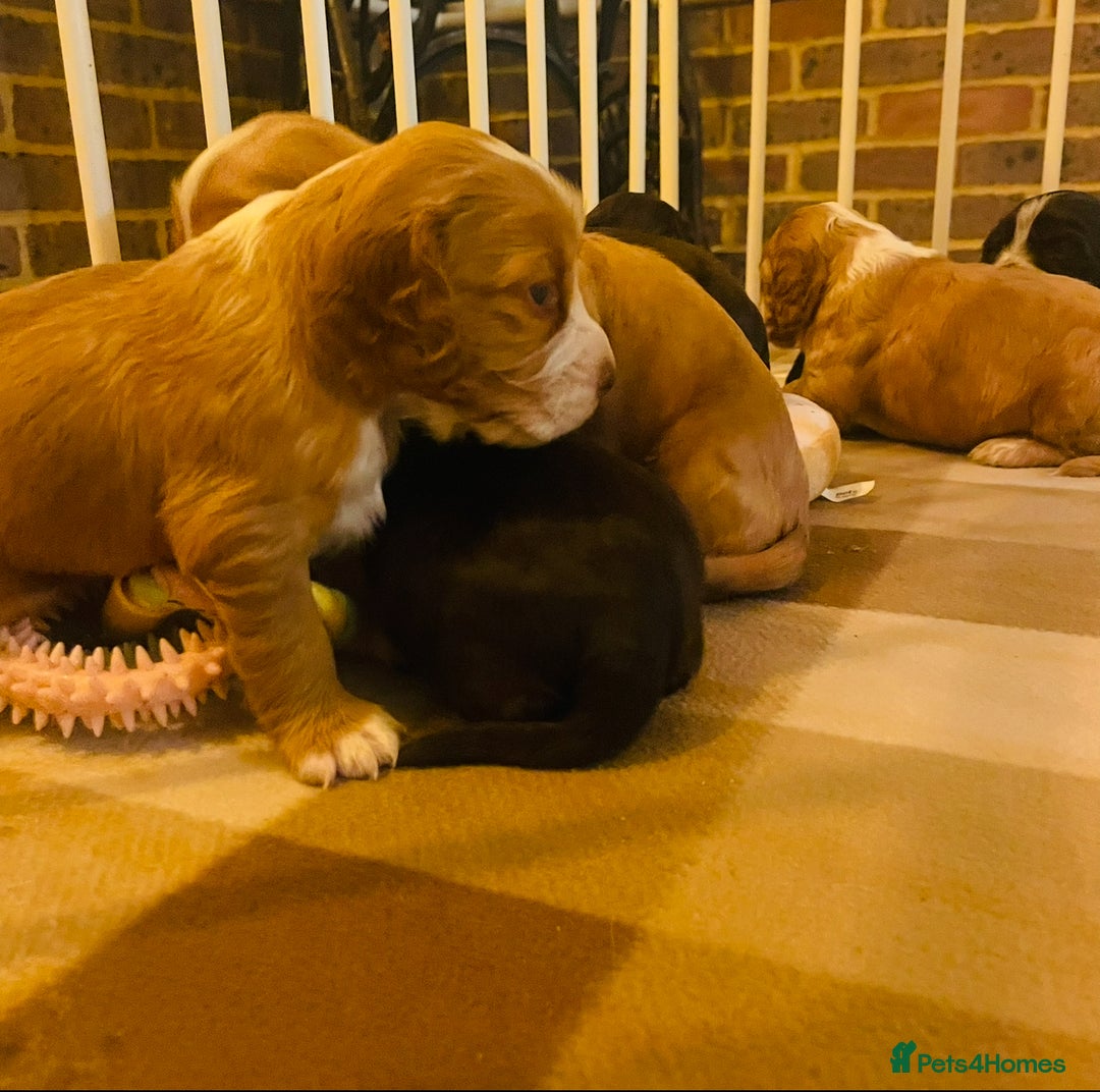 Cocker Spaniel dogs for sale: ❤️ Beautiful cocker spaniel puppies for sale ❤️ - Image 15