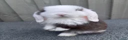 Mini Lop rabbits for sale: Beautiful pure bred mini lops blue eyes  - Advert 3