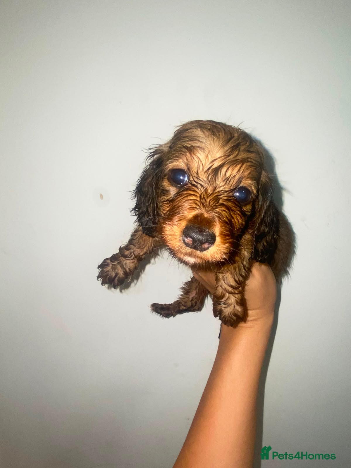 Miniature Dachshund dogs Stunning full fluffy miniature dachshunds - Advert 2