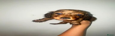 Miniature Dachshund 3