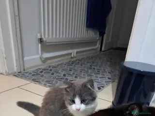 European cats Beautiful kittens - Advert 6