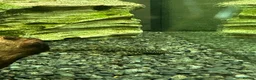 Angelfish fish for sale: 250L Tank with Community of Fish - Advert 10