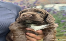 Cocker Spaniel dogs for sale: Gorgeous KC Cocker Boy - Image 2