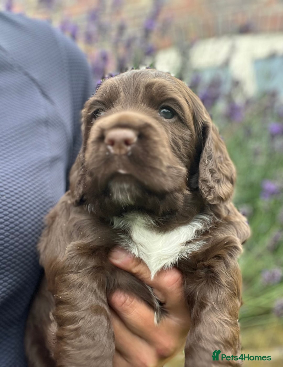 Cocker Spaniel dogs for sale: Gorgeous KC Cocker Boy - Image 2
