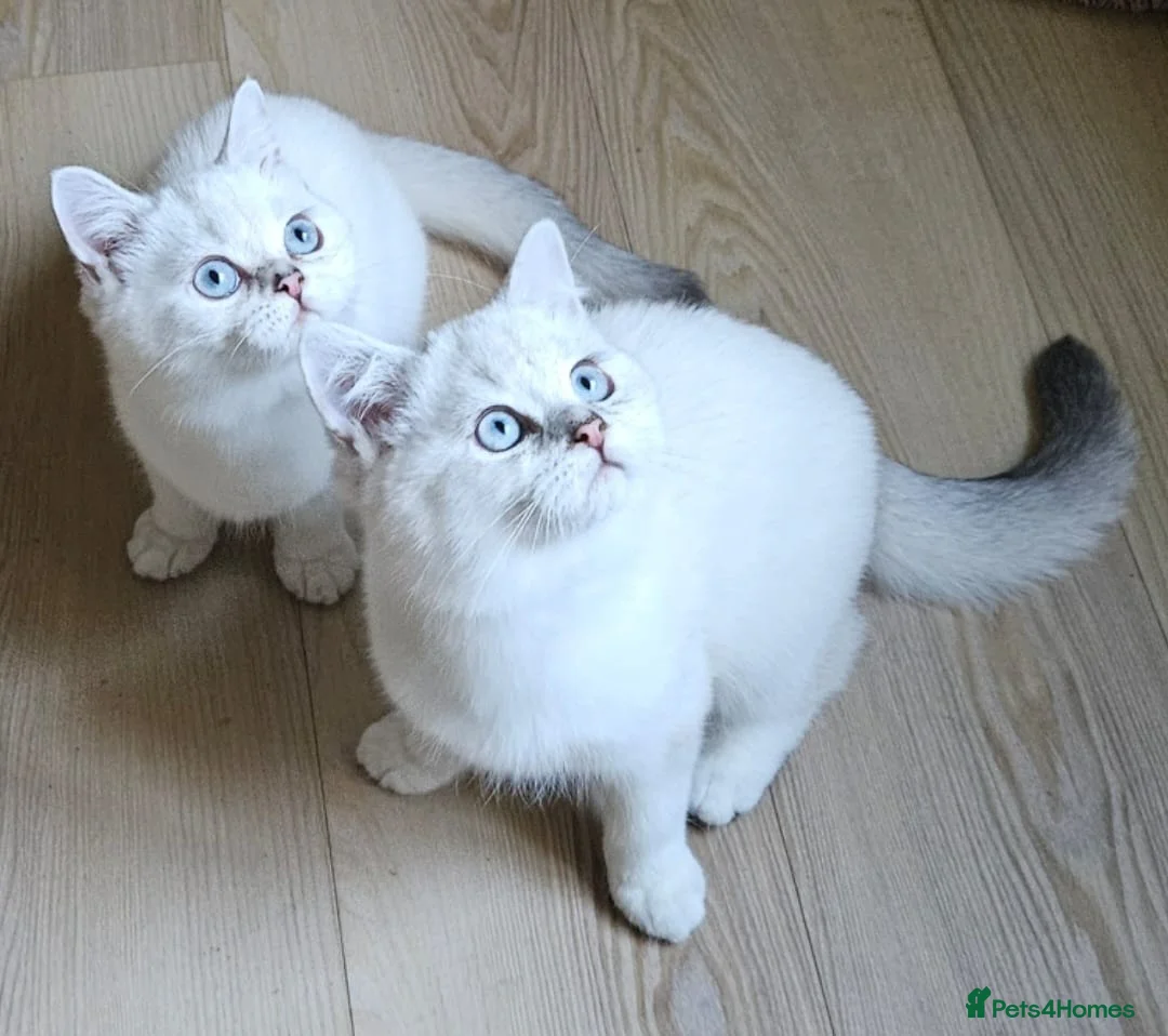 British Shorthair cats for sale: ✨Outstanding Quality British Shorthair Kittens✨ - Advert 2