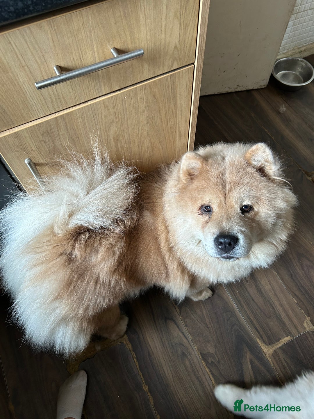 Chow Chow dogs for sale: 2 female chow chow  - Image 4