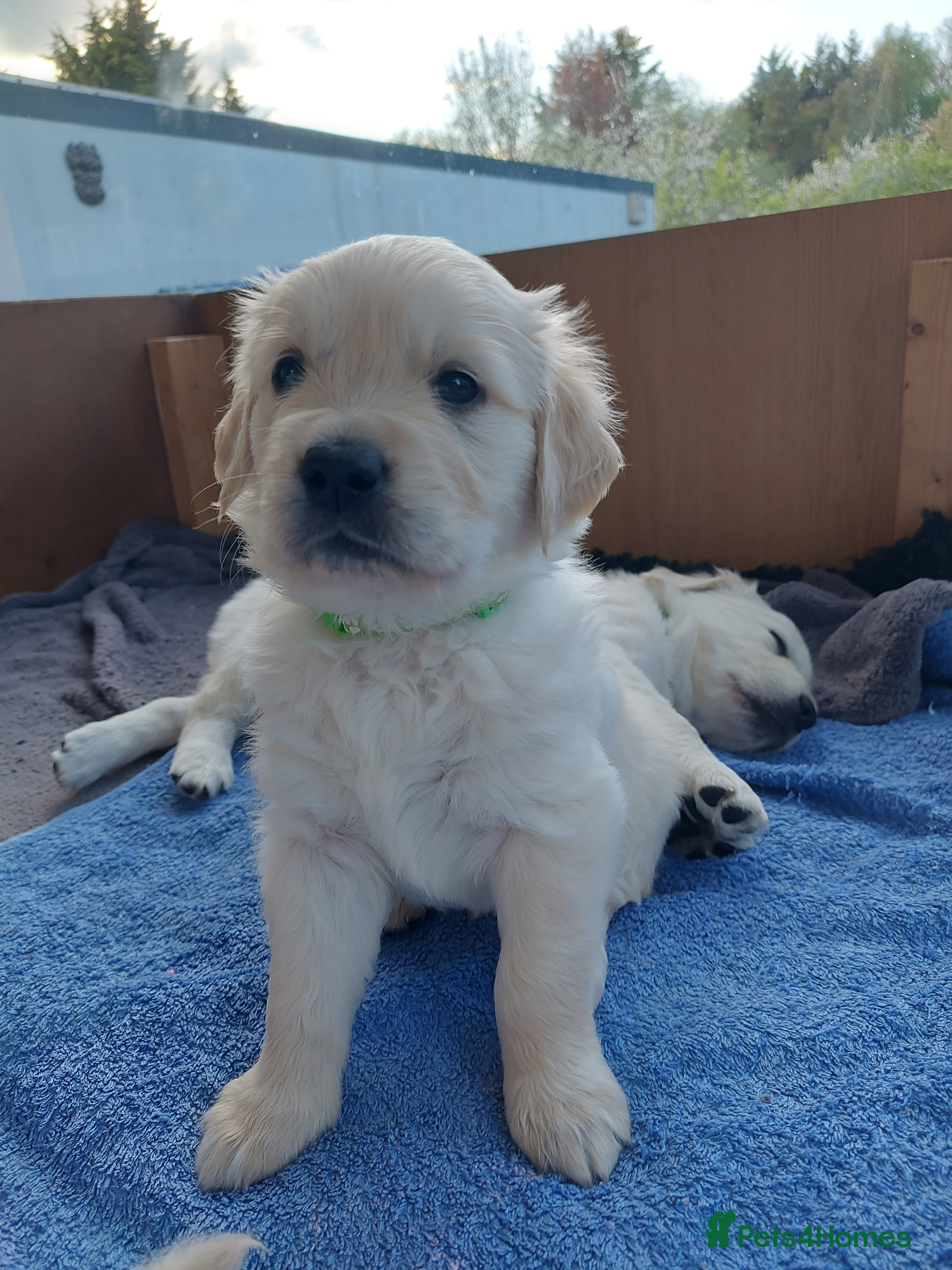 Golden Retriever dogs KC registered Golden Retriever Puppies *7 Males* - Advert 2