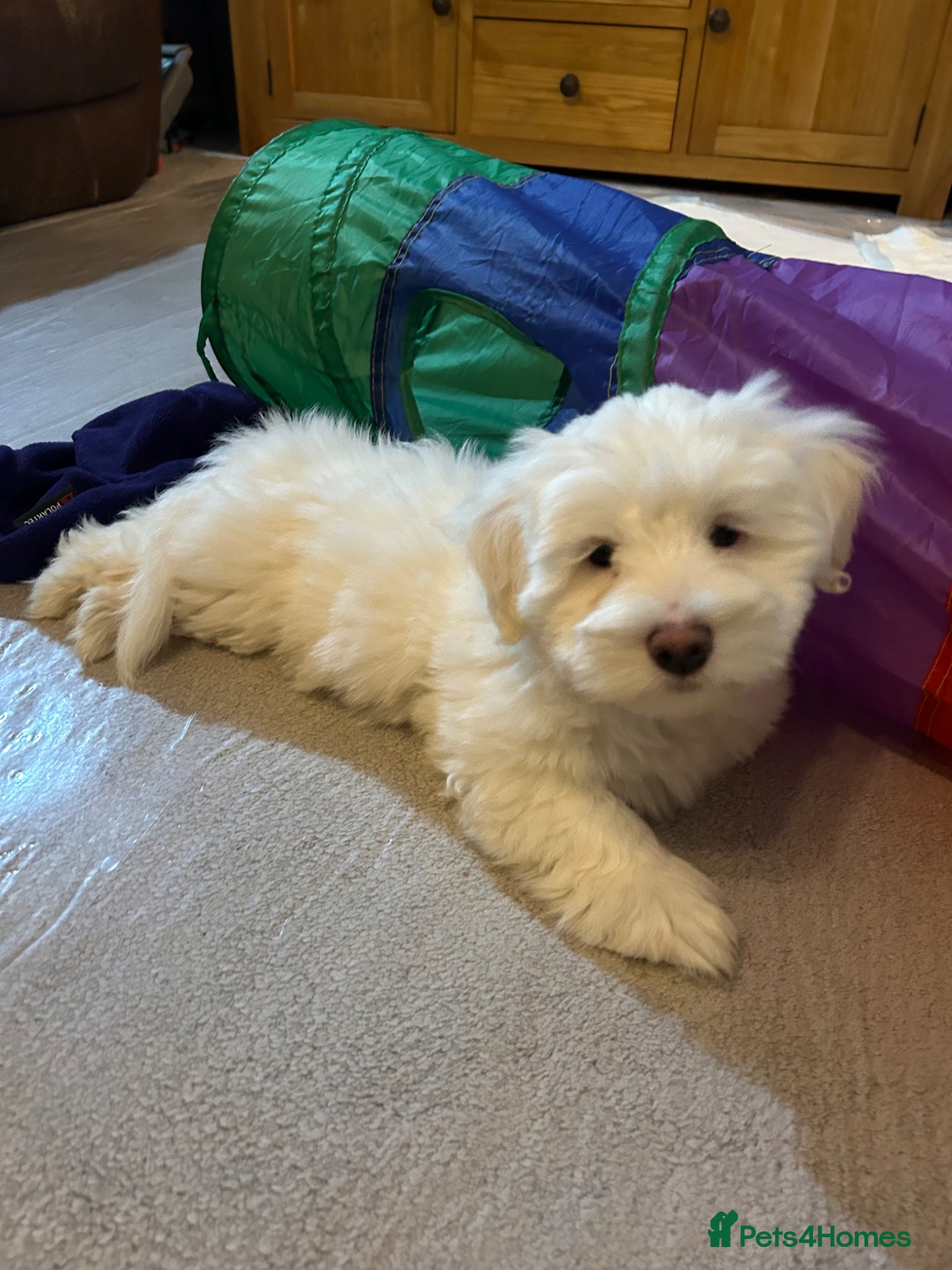 Coton De Tulear dogs KC reg Coton de Tulear Pups 1 boy left - Advert 1