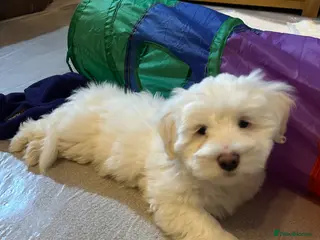 Coton De Tulear dogs KC reg Coton de Tulear Pups 1 boy left - Advert 2