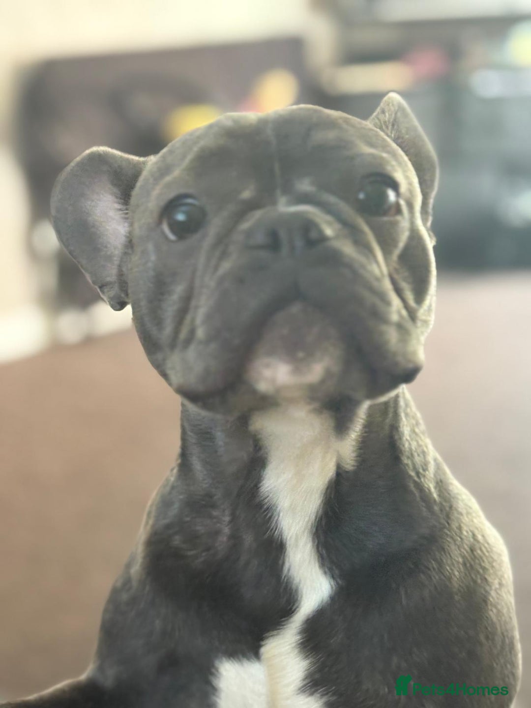 French Bulldog dogs for sale: 7-Month-Old Male French Bulldog for Sale - Image 1