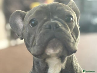 French Bulldog dogs for sale - Advert 1