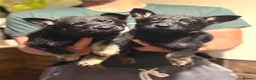 German Shepherd dogs for sale: German Shepherd Puppies - Advert 4