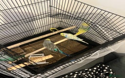 Budgerigars birds for sale: male budgie - Image 3