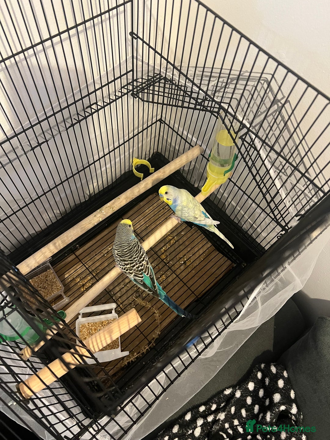 Budgerigars birds for sale: male budgie - Image 3