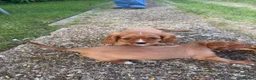 Cavalier King Charles Spaniel dogs for sale: Cutest king charles cavalier puppies - Advert 19