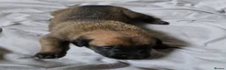 Belgian Shepherd Dog dogs for sale: Belgian malinois puppies in Dorchester - Advert 11