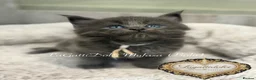 Maine Coon cats for sale: 🏆⭐️XXL Blue Maine Coons - Champion Lines⭐️🏆 - Advert 8