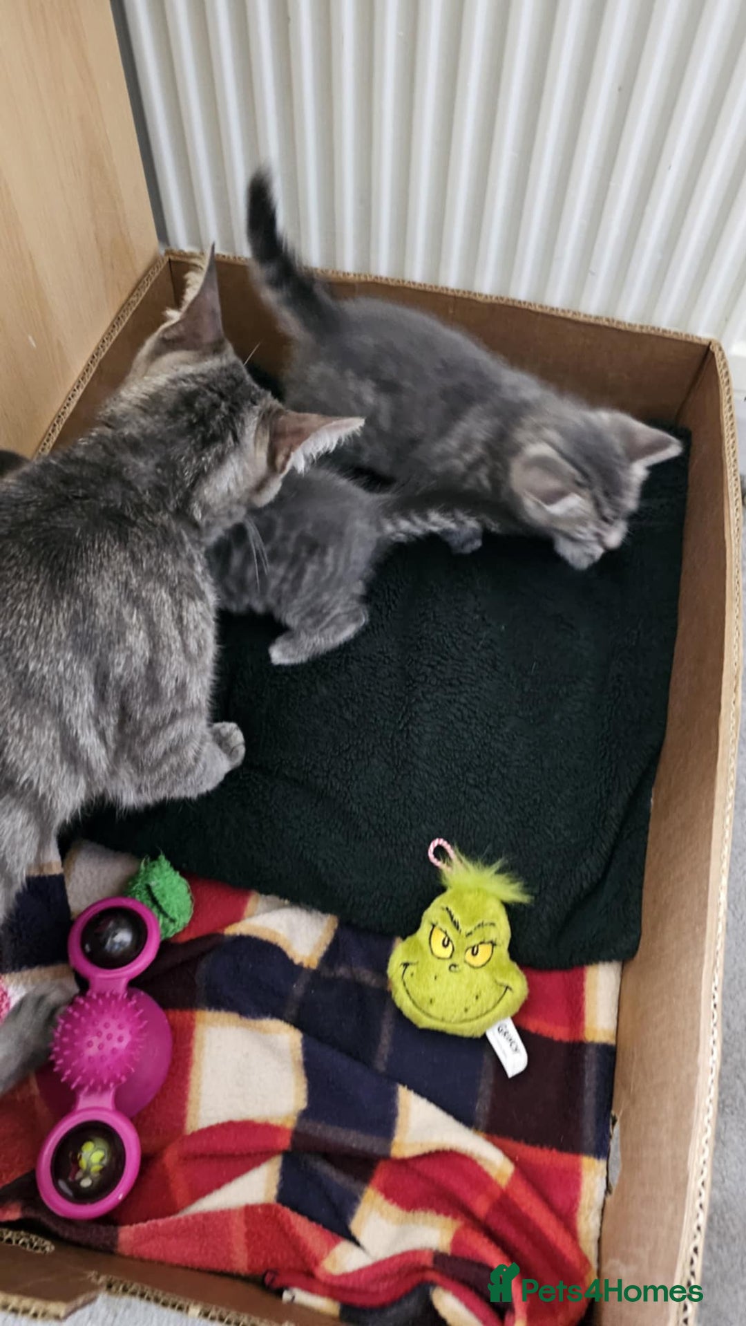 Mixed Breed cats for sale: 7 cute kittens - Image 18