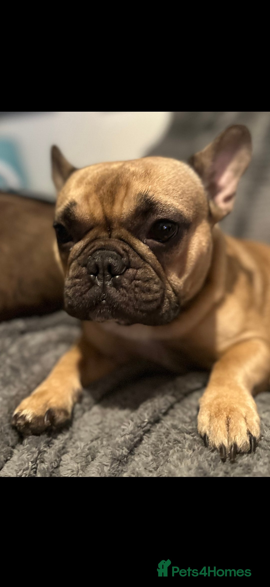 French Bulldog dogs for sale: 4yo female French bulldog - Image 1