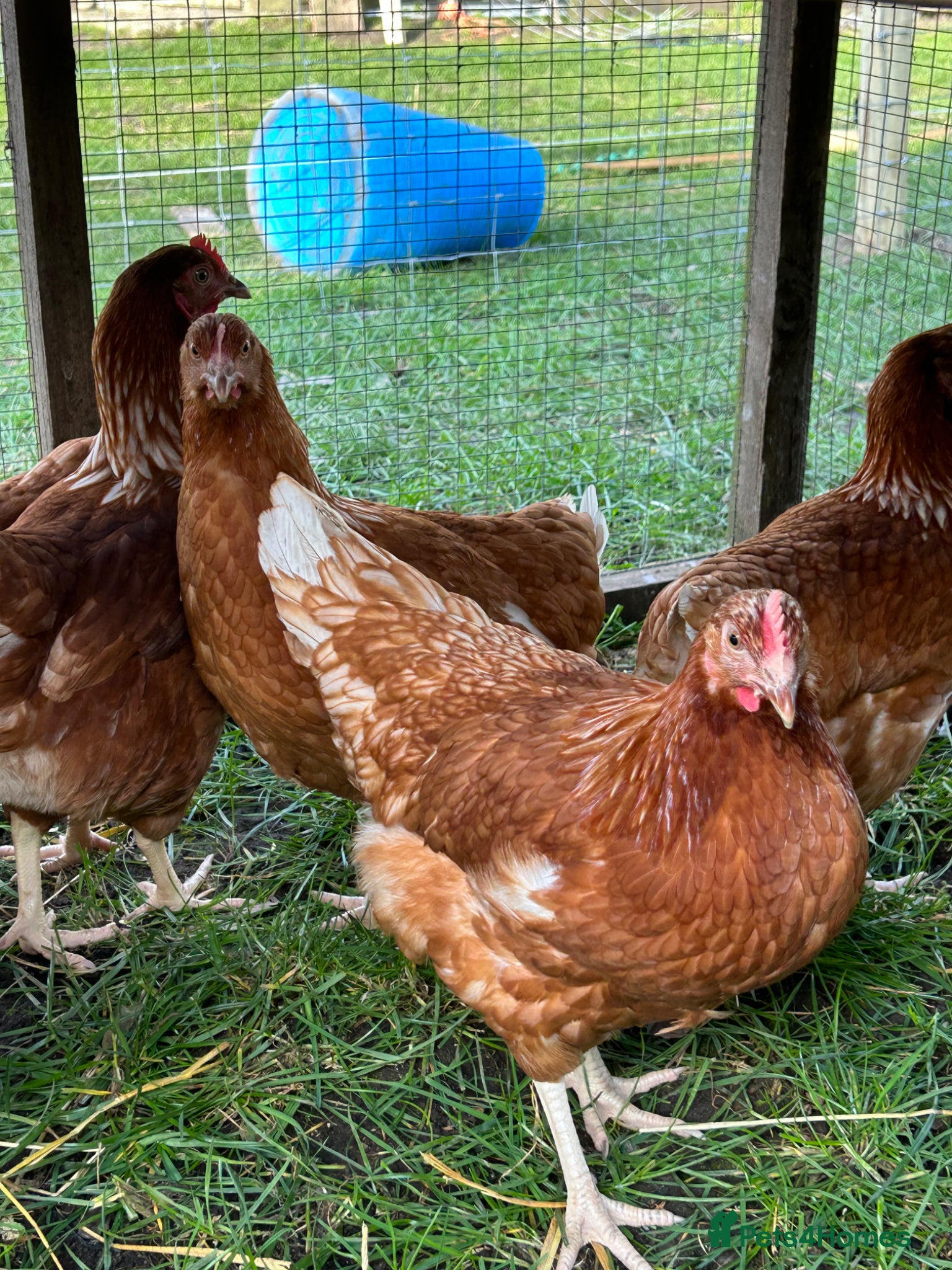 Chickens poultry Point of lay hen - Advert 1