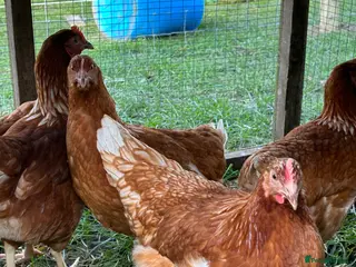 Chickens poultry Point of lay hen - Advert 1