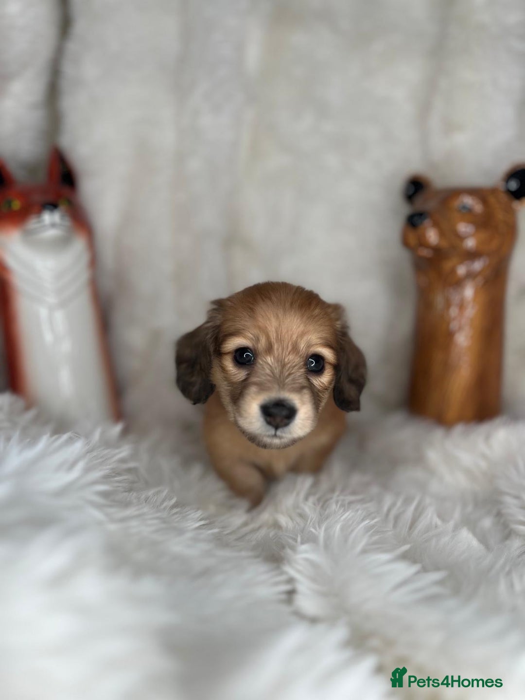 Dachshund dogs for sale: Cream (shaded) long haired dachshunds  - Image 15