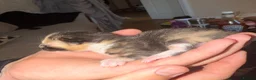 British Longhair cats for sale: Beautiful long haired kittens for sale - Advert 9