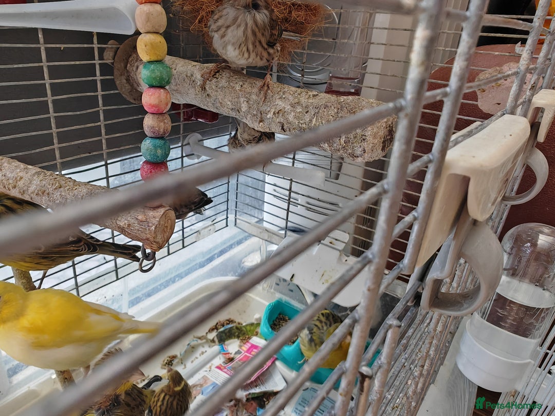 Canaries birds for sale: 13 Mixed Male/ Female Canaries in diffrent colours - Image 2