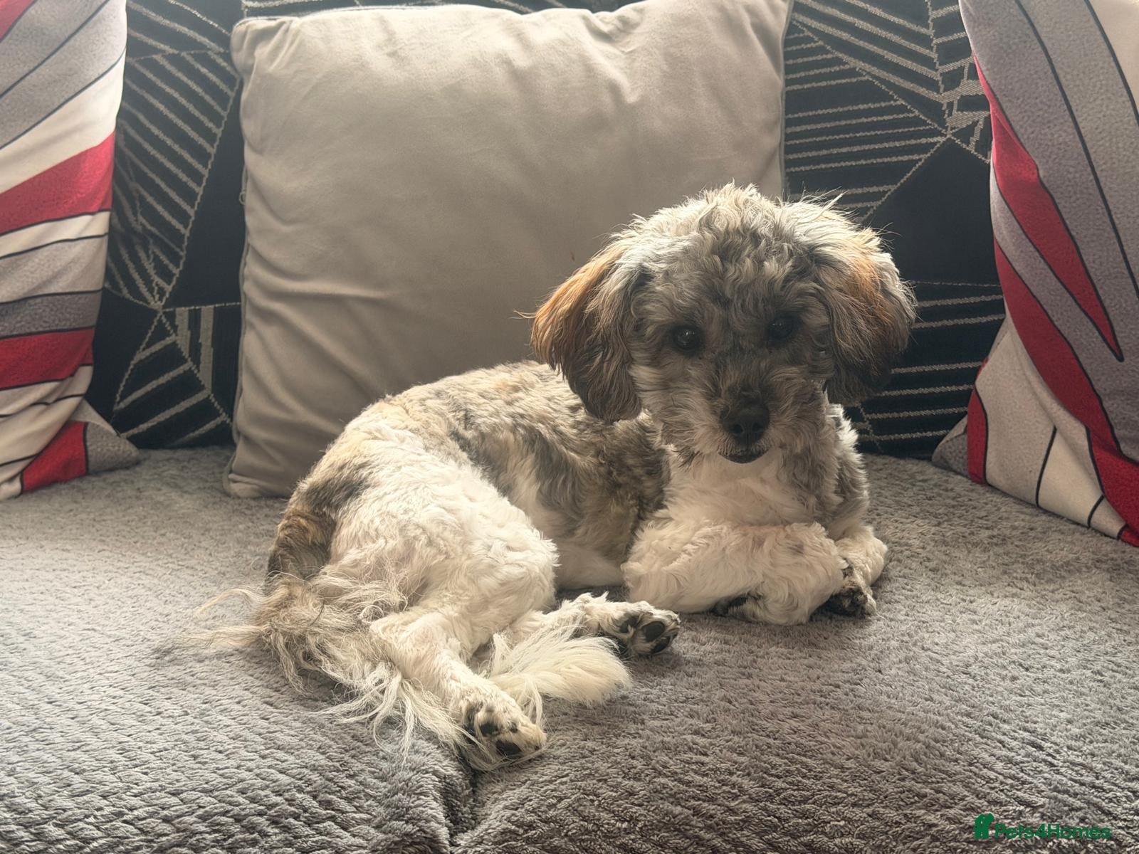 Shihpoo dogs 8 month old poodle  - Advert 1