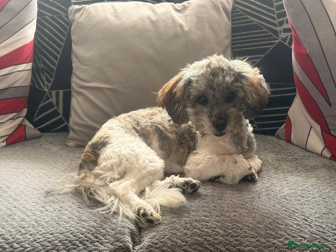 Shihpoo dogs for sale: 8 month old poodle  - Advert 1