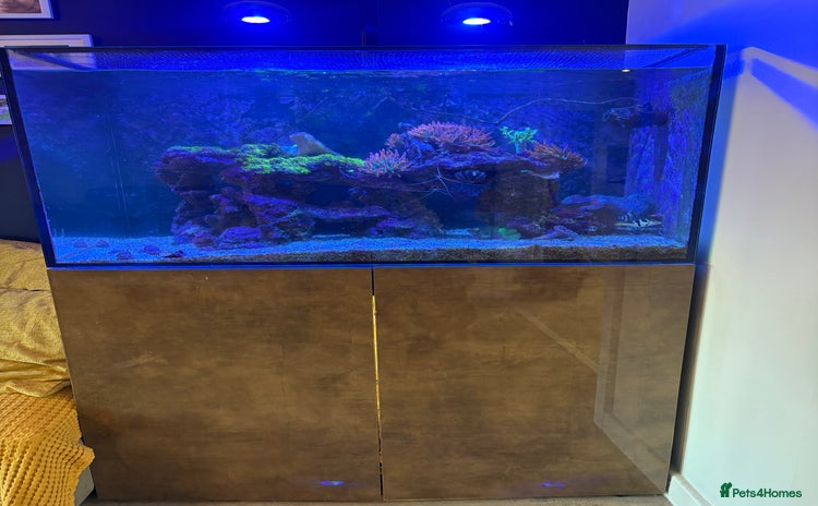Other/Mixed Breed fish - Advert 7
