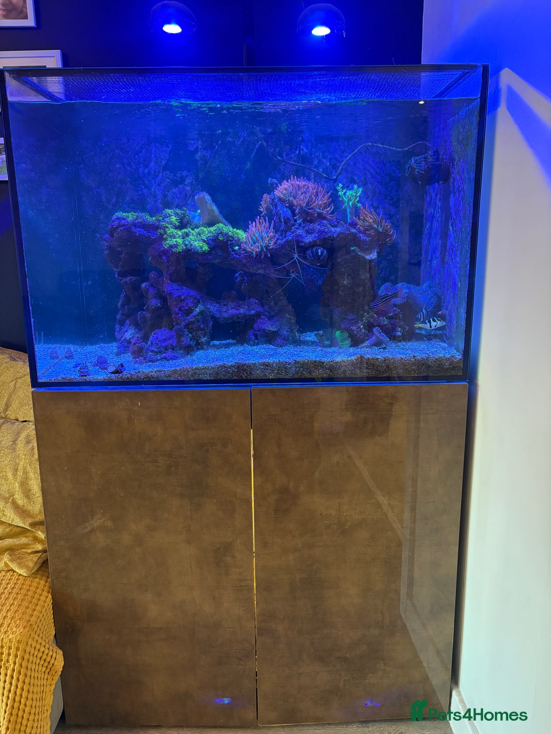 Other/Mixed Breed fish for sale: Marine fish and set up for sale  - Image 1